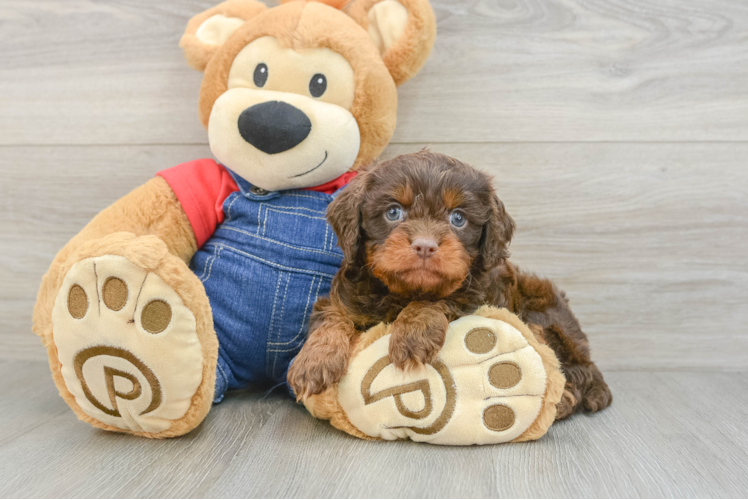 Cavapoo Puppy for Adoption