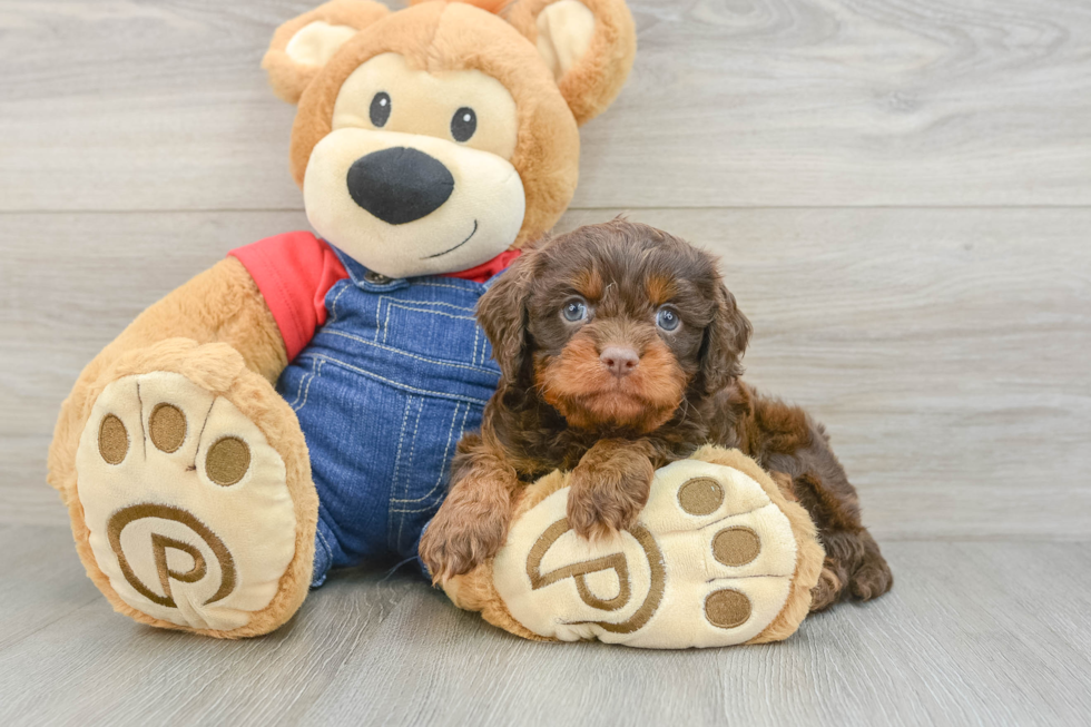 Cavapoo Puppy for Adoption