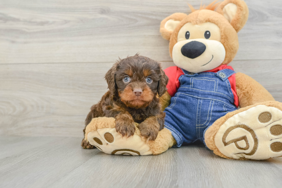 Cavapoo Puppy for Adoption