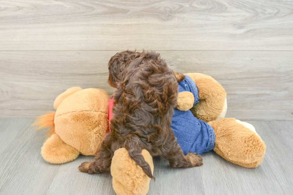 Funny Cavapoo Poodle Mix Pup