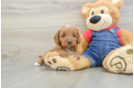 Cavapoo Puppy for Adoption