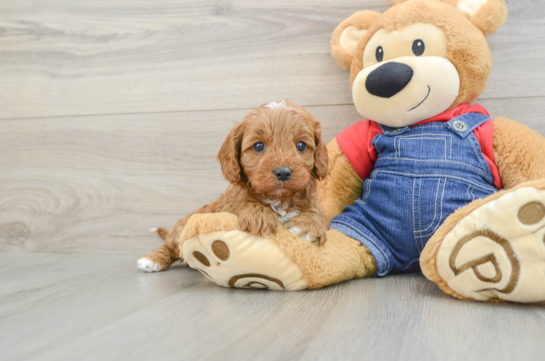 Cavapoo Puppy for Adoption