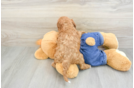 Energetic Cavoodle Poodle Mix Puppy