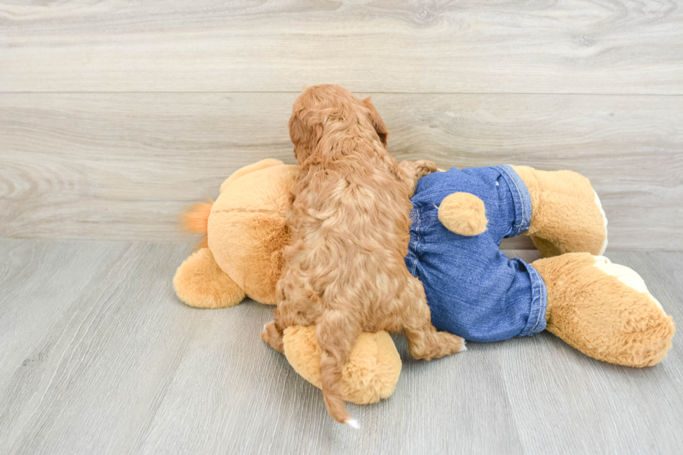 Energetic Cavoodle Poodle Mix Puppy