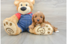 Petite Cavapoo Poodle Mix Pup