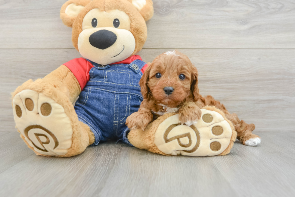 Petite Cavapoo Poodle Mix Pup