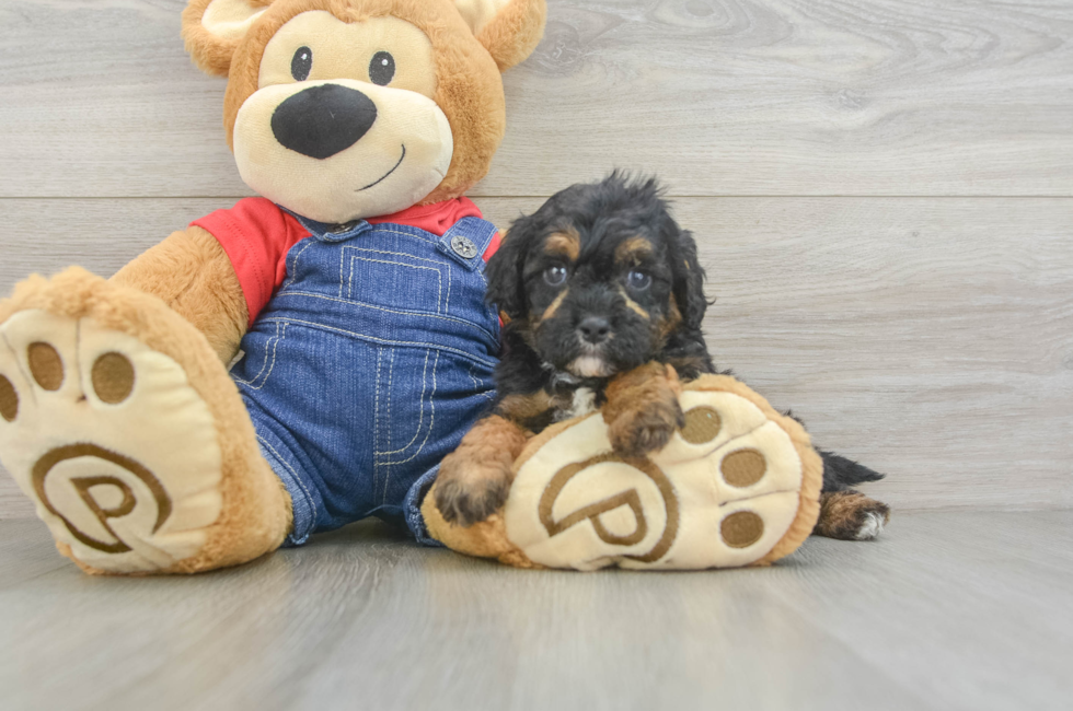 6 week old Cavapoo Puppy For Sale - Pilesgrove Pups