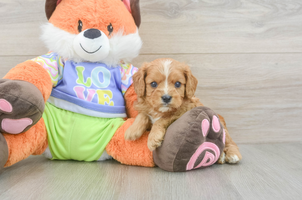 5 week old Cavapoo Puppy For Sale - Pilesgrove Pups