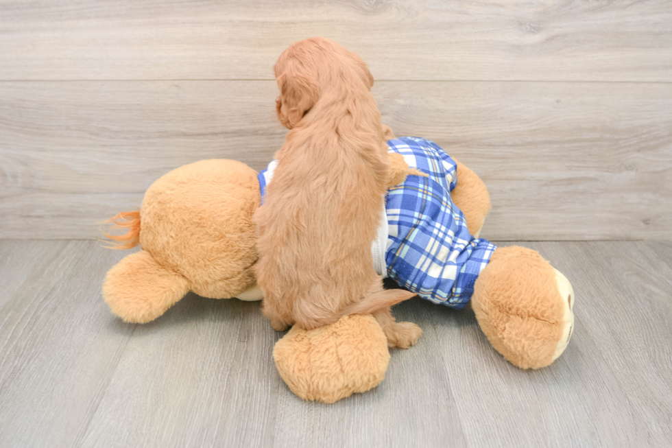Cavapoo Pup Being Cute