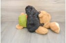 Best Cavapoo Baby