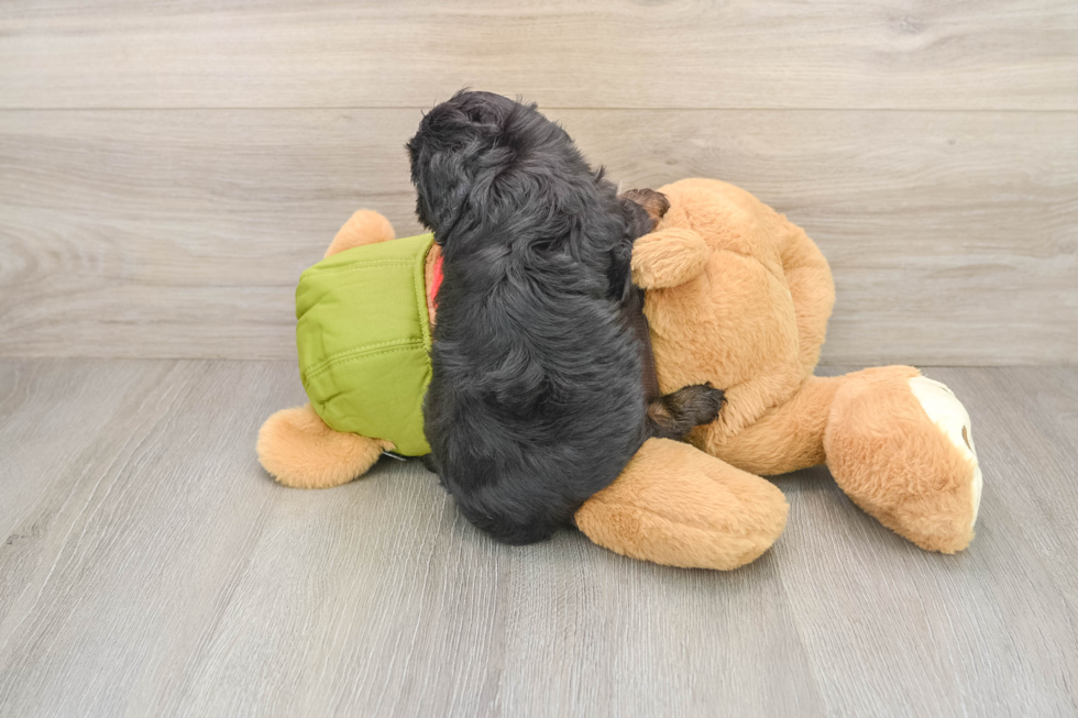 Best Cavapoo Baby