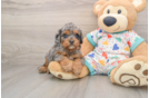 Sweet Cavapoo Baby