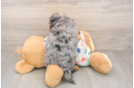 Fluffy Cavapoo Poodle Mix Pup