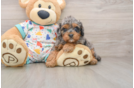 Friendly Cavapoo Baby
