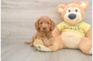 Popular Cavapoo Poodle Mix Pup