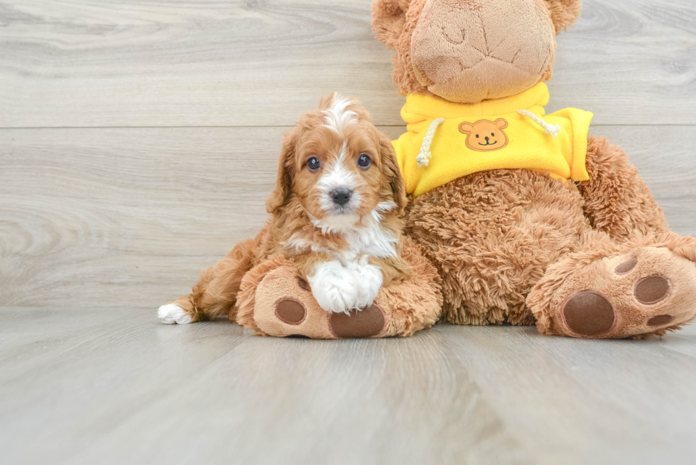 Best Cavapoo Baby