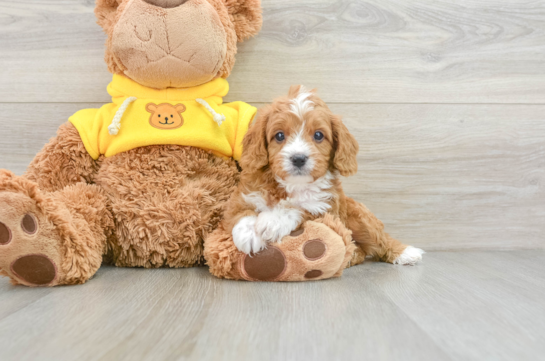 Happy Cavapoo Baby