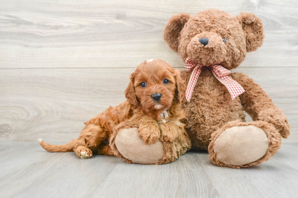 8 week old Cavapoo Puppy For Sale - Pilesgrove Pups