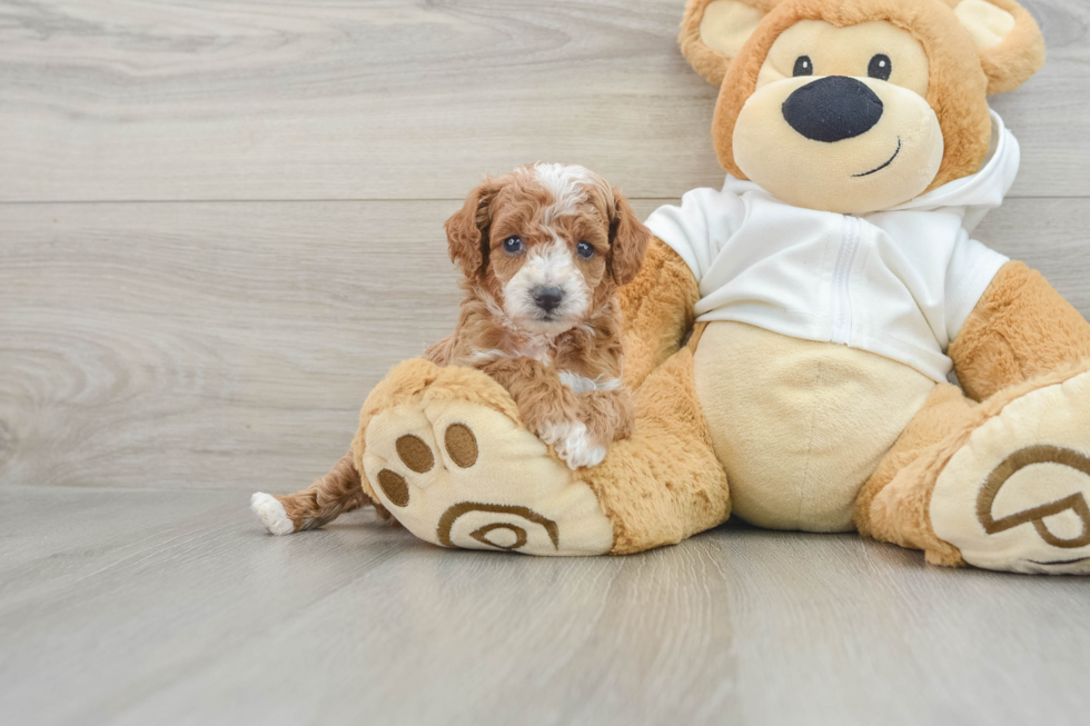 Popular Cavapoo Poodle Mix Pup