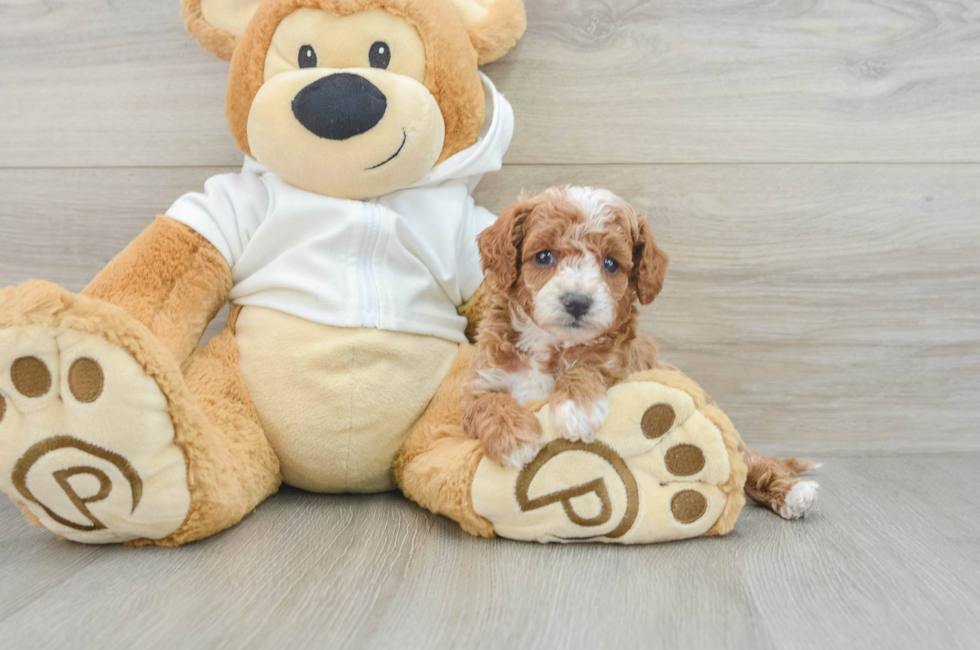 7 week old Cavapoo Puppy For Sale - Pilesgrove Pups