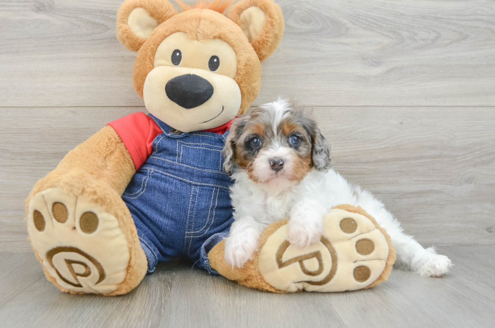 5 week old Cavapoo Puppy For Sale - Pilesgrove Pups