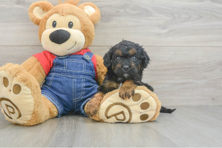 Popular Cavapoo Poodle Mix Pup
