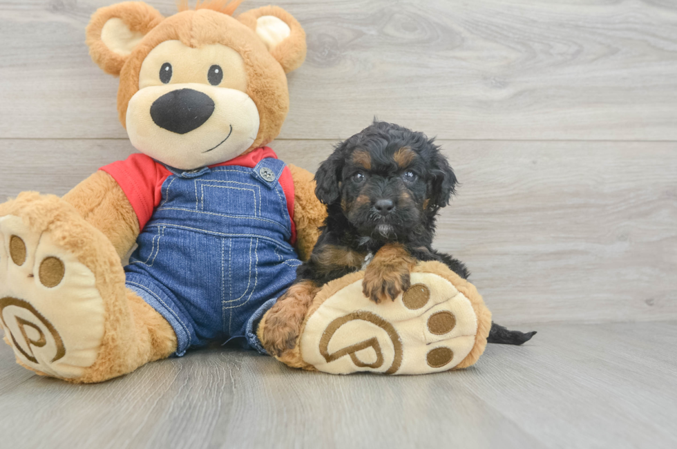 6 week old Cavapoo Puppy For Sale - Pilesgrove Pups