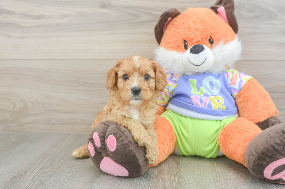 5 week old Cavapoo Puppy For Sale - Pilesgrove Pups