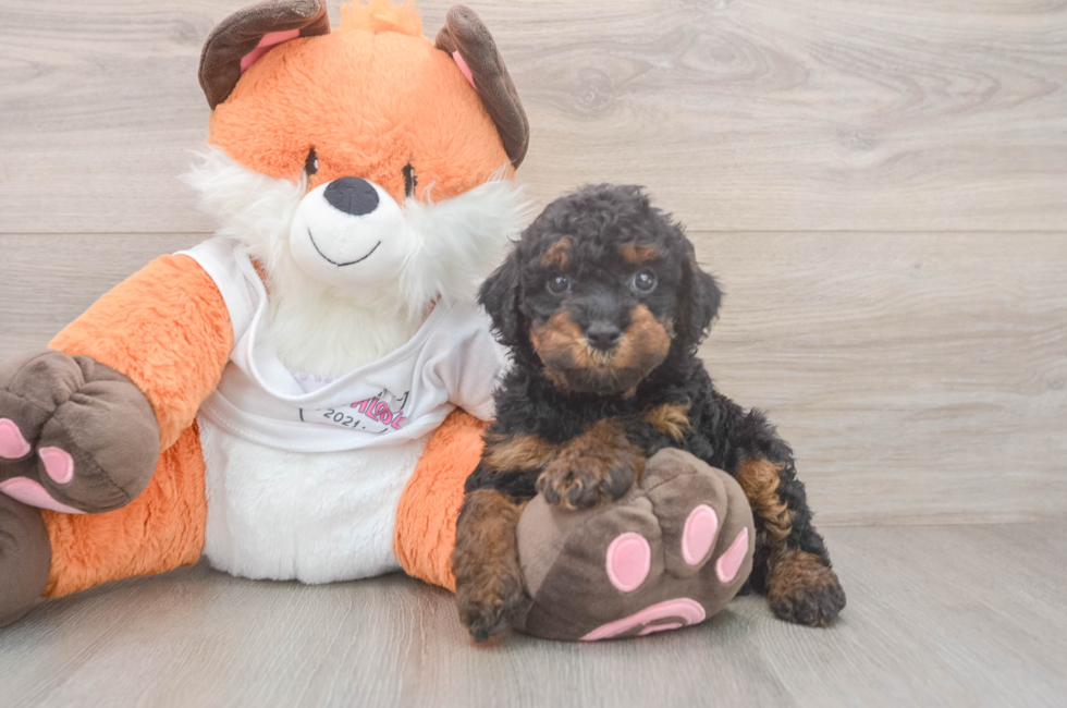 5 week old Cavapoo Puppy For Sale - Pilesgrove Pups