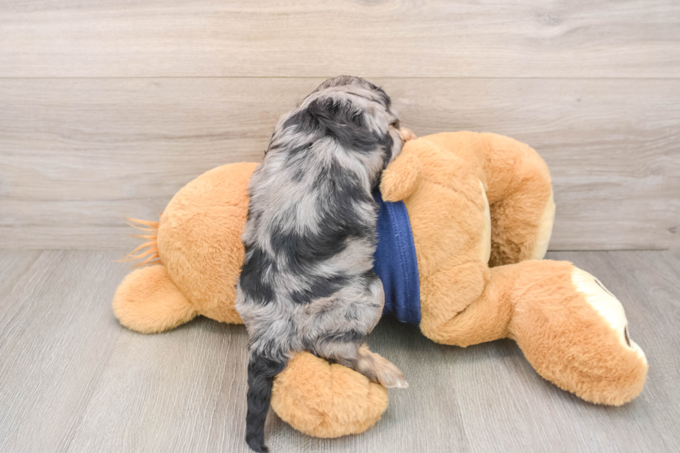 Little Cavipoo Poodle Mix Puppy