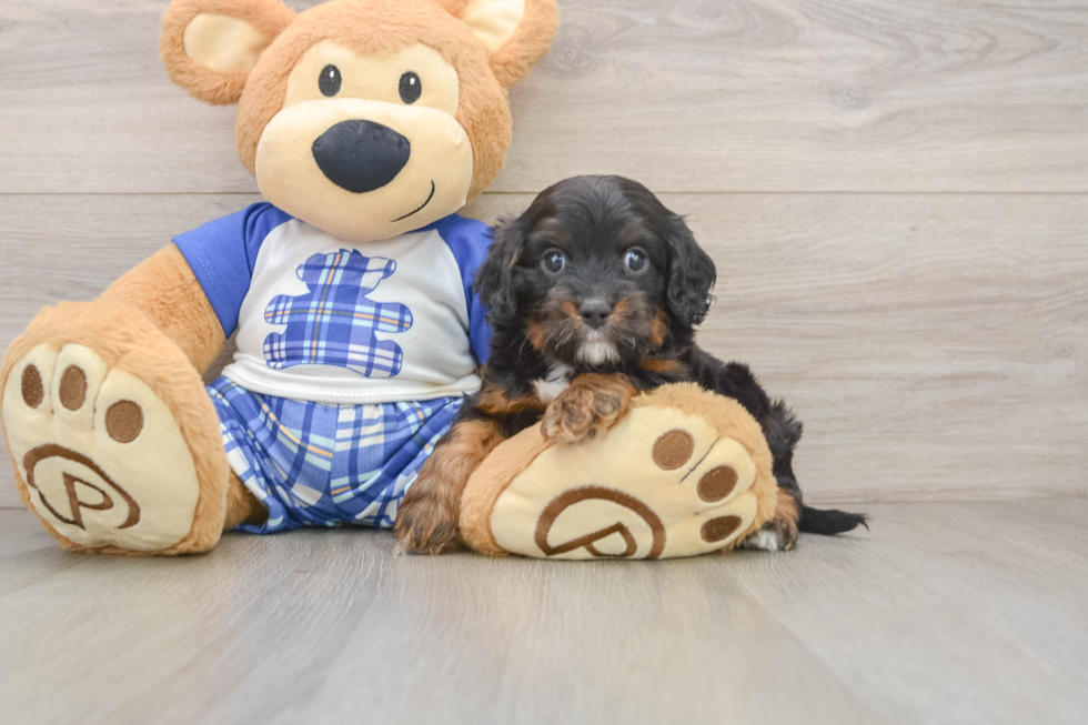 Cavapoo Pup Being Cute