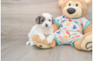 Smart Cavapoo Poodle Mix Pup