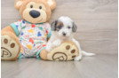 Popular Cavapoo Poodle Mix Pup