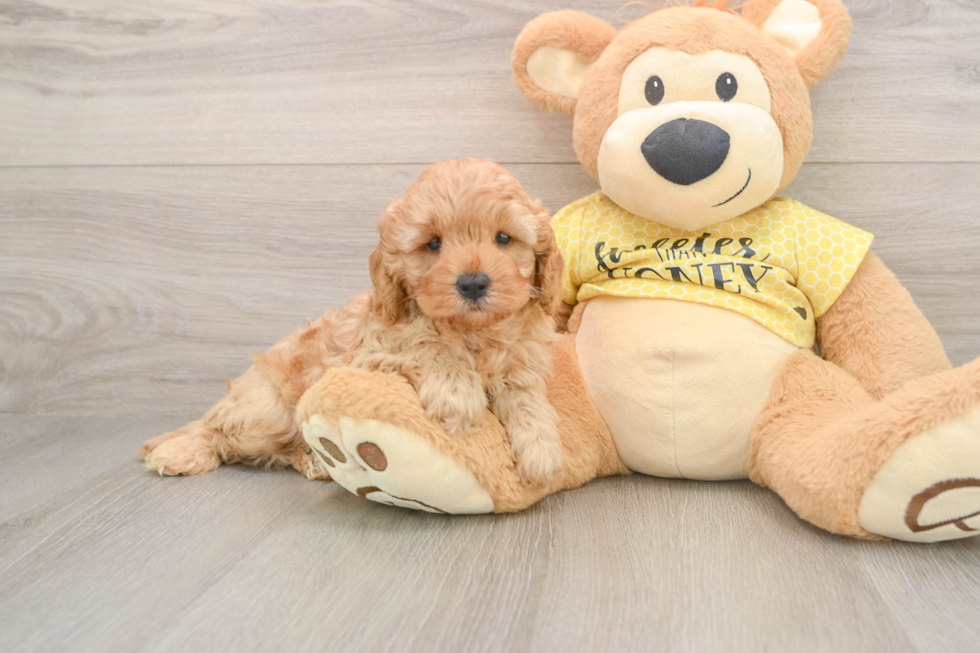 Best Cavapoo Baby