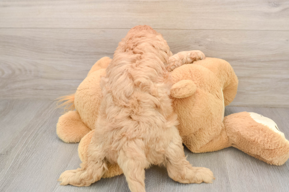 Playful Cavapoodle Poodle Mix Puppy