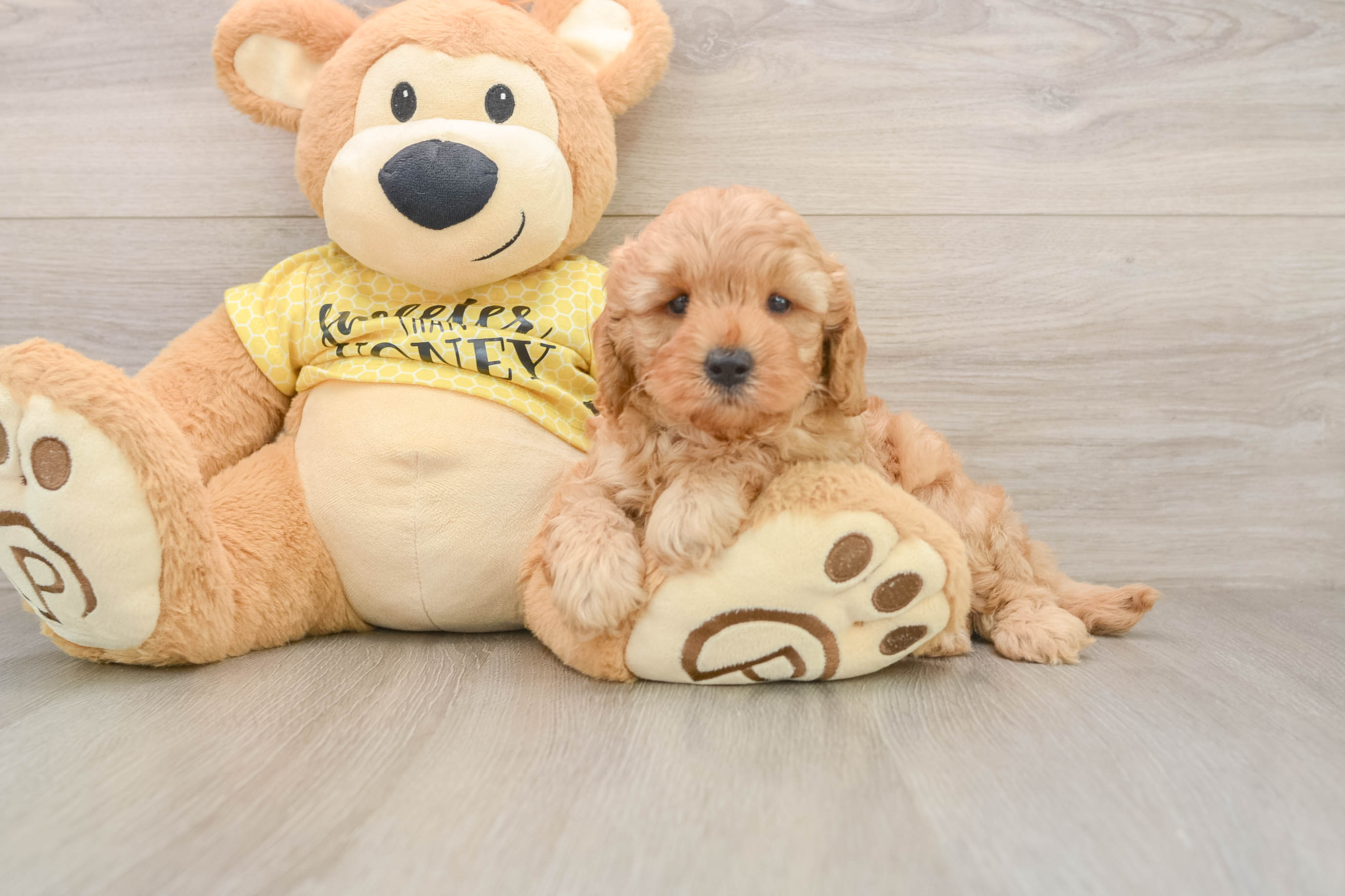 Friendly Cavapoo Baby