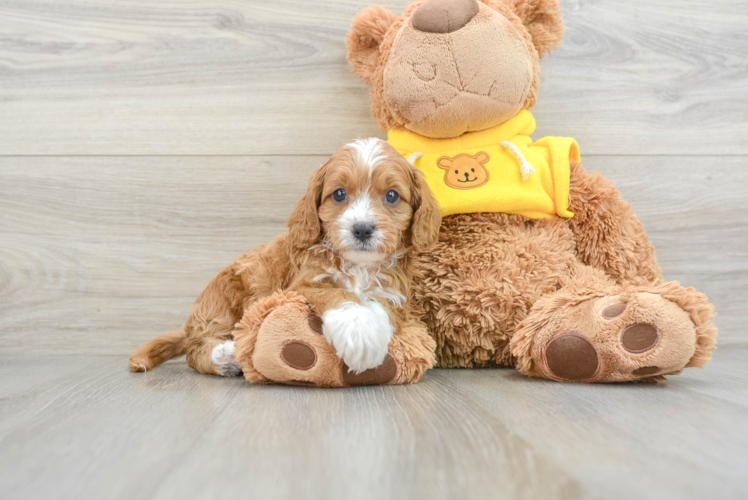 Little Cavipoo Poodle Mix Puppy