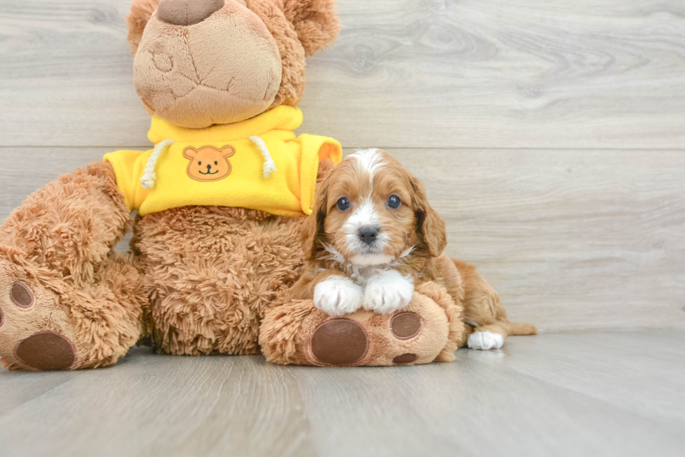 Fluffy Cavapoo Poodle Mix Pup