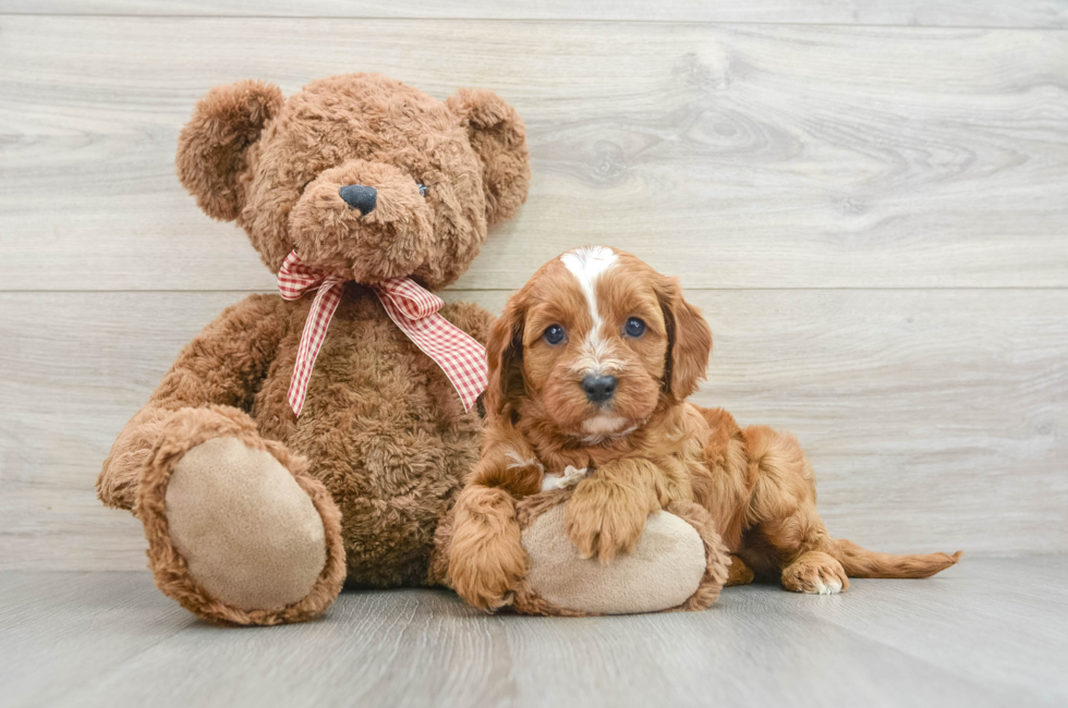 8 week old Cavapoo Puppy For Sale - Pilesgrove Pups