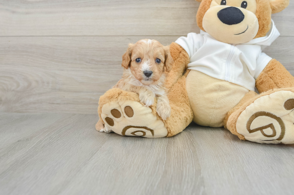 7 week old Cavapoo Puppy For Sale - Pilesgrove Pups