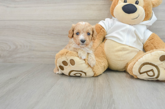 Hypoallergenic Cavadoodle Poodle Mix Puppy