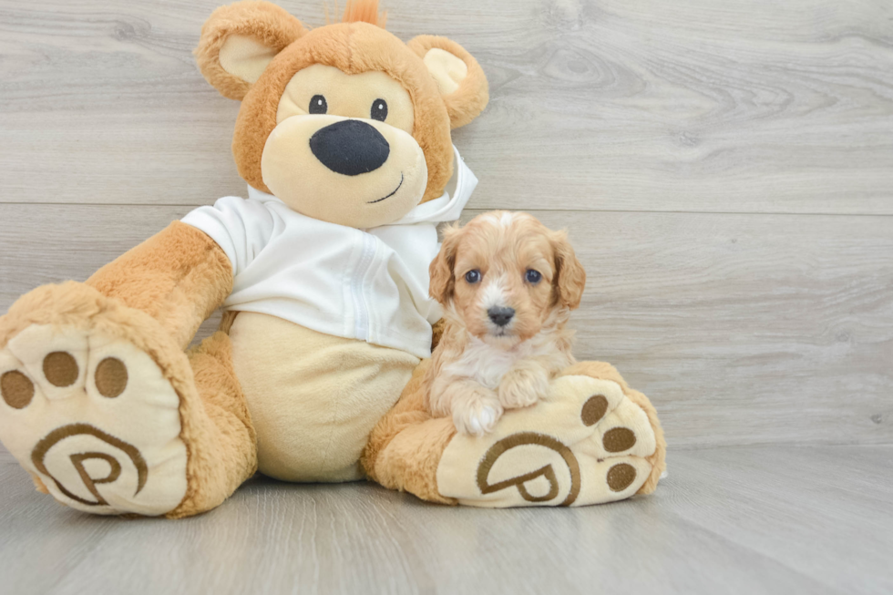 Best Cavapoo Baby