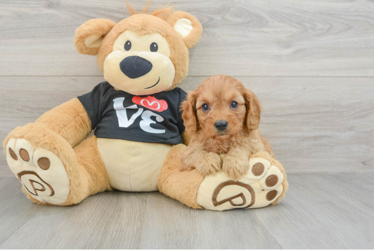 Little Cavipoo Poodle Mix Puppy