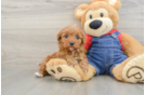 Cavapoo Puppy for Adoption