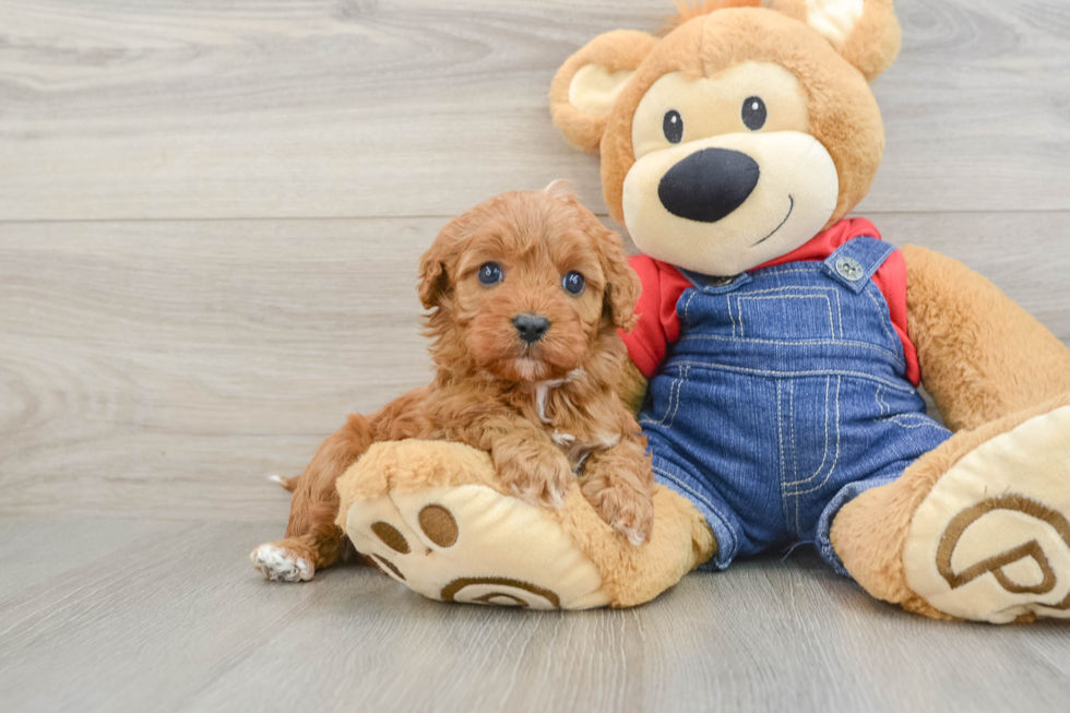 Cavapoo Puppy for Adoption