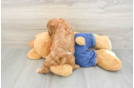 Hypoallergenic Cavadoodle Poodle Mix Puppy