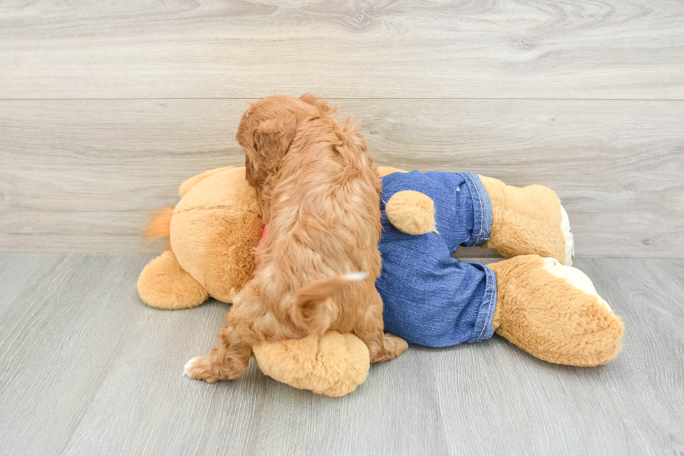 Hypoallergenic Cavadoodle Poodle Mix Puppy