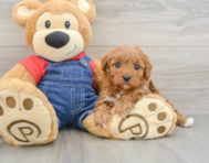 8 week old Cavapoo Puppy For Sale - Pilesgrove Pups