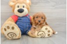 Sweet Cavapoo Baby