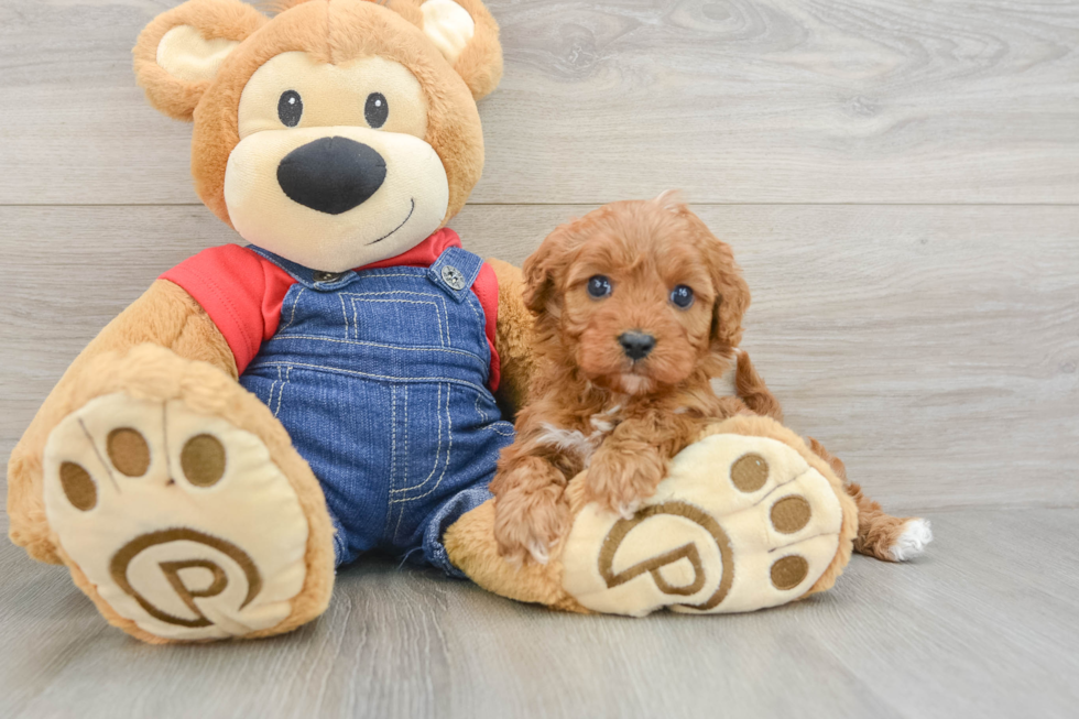 Sweet Cavapoo Baby